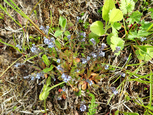 Smiltyninė neužmirštuolė