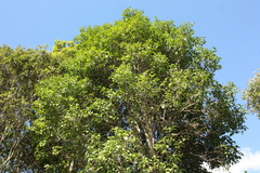 Siphonodon australis, photograph (c) O.Neate, some rights reserved (CC BY-SA)