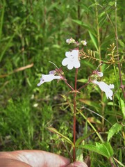 Penstemon tenuis