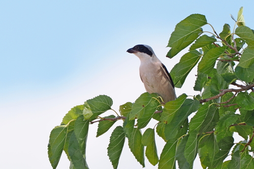 Lesser Grey Shrike