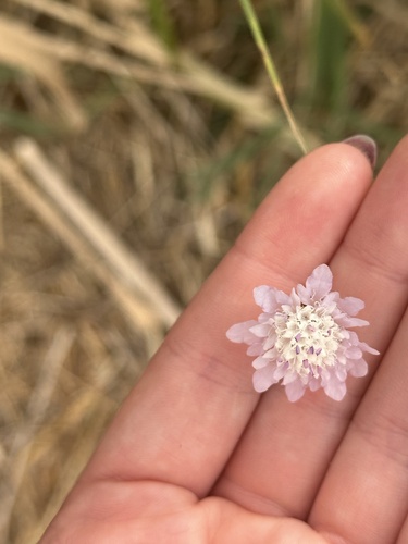 Cephalaria transsylvanica