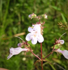 Penstemon tenuis
