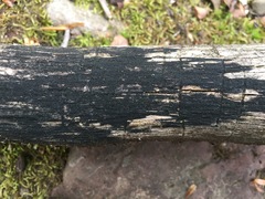 Anteaglonium globosum