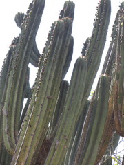 Myrtillocactus schenckii