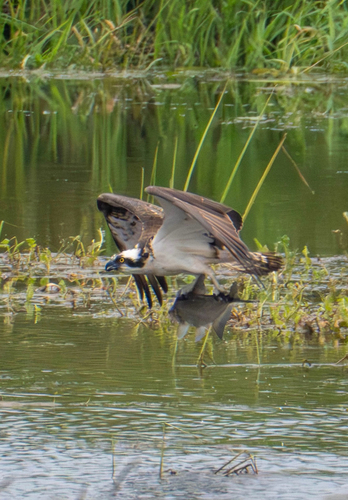 Osprey