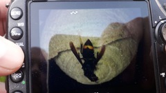 Vespa velutina nigrithorax