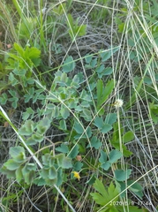 Thalictrum minus