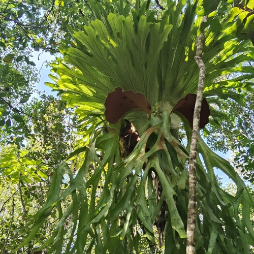 Platycerium superbum, photograph 5