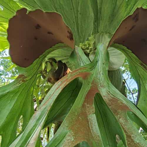 Platycerium superbum, photograph 6