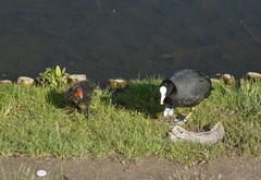 Fulica atra