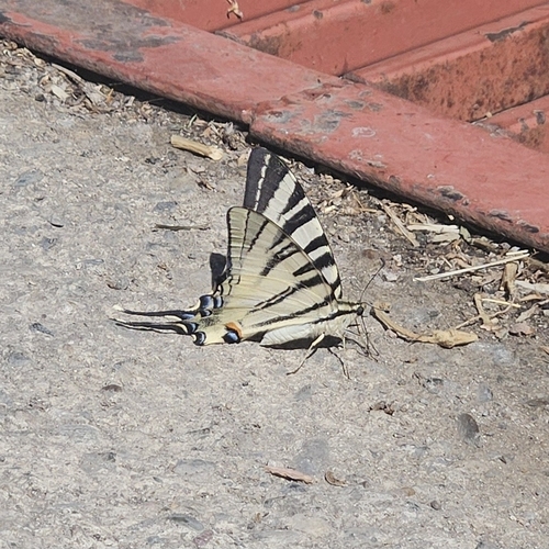 Scarce Swallowtail