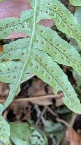 Polypodium interjectum, photograph 5
