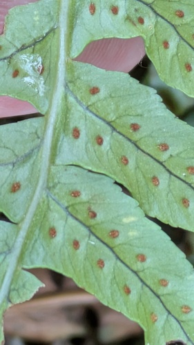 Polypodium interjectum, photograph 6