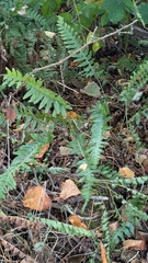 Polypodium interjectum, photograph (c) guywallbanks, some rights reserved (CC BY)