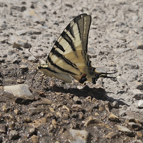 Scarce Swallowtail