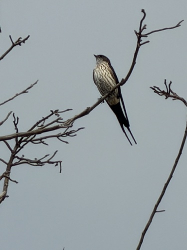 Eastern Red-rumped Swallow