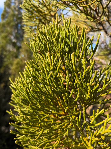 Athrotaxis cupressoides observed 2026-08-16