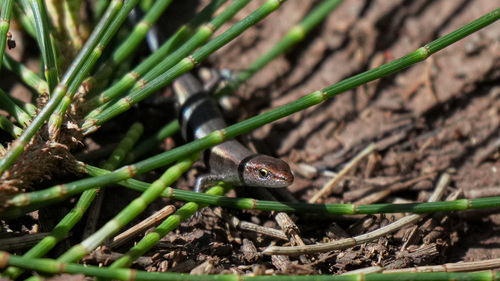 Lampropholis delicata observed 2026-08-18
