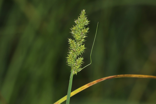 Carex arcta observed 2026-08-18