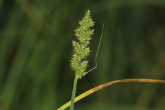 Carex arcta, photograph (c) Dustin Snider, some rights reserved (CC BY)