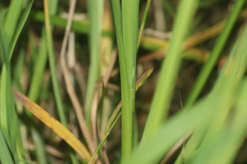 Carex arcta, photograph 4