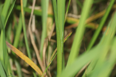 Carex arcta, photograph (c) Dustin Snider, some rights reserved (CC BY)