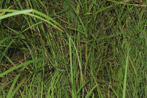 Carex arcta, photograph 3