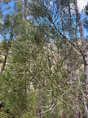 Athrotaxis cupressoides observed 2026-08-16