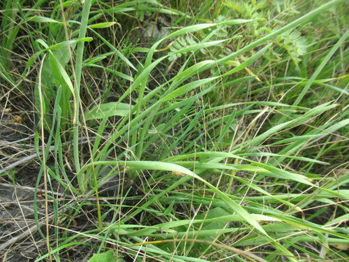 Allium senescens, photograph 2