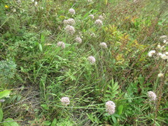 Allium senescens, photograph author not stated, no rights reserved