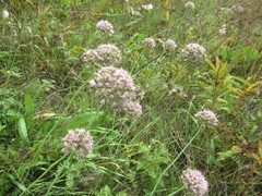Allium senescens, photograph author not stated, no rights reserved