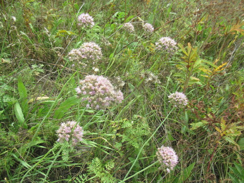 Allium senescens, photograph 4