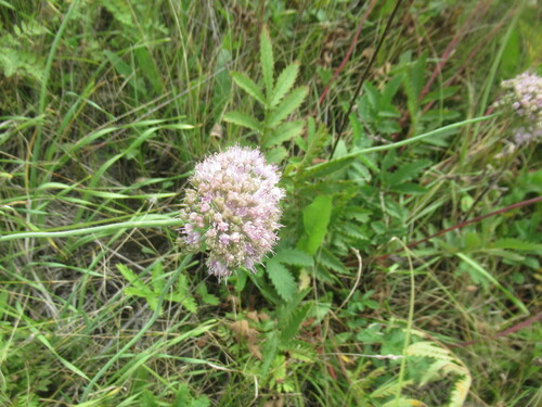 Allium senescens, photograph 6