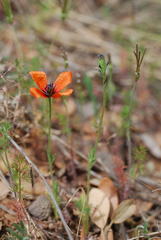 Papaver argemone