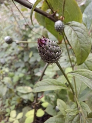 Klasea quinquefolia