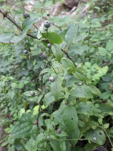 Klasea quinquefolia, photograph 3