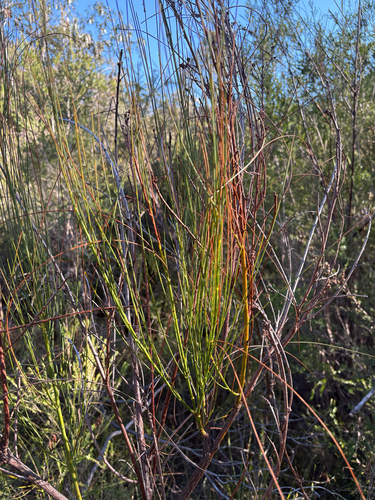 Viminaria juncea, photograph 3