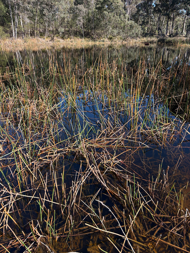 Eleocharis sphacelata