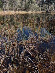 Eleocharis sphacelata