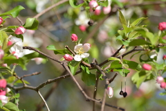 Malus ioensis