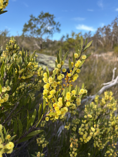 Acacia lanigera observed 2026-08-19