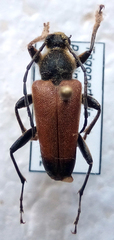Trigonarthris proxima