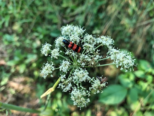 Bee-eating Beetle
