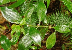 Palicourea axillaris