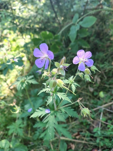 Meadow Crane's-bill
