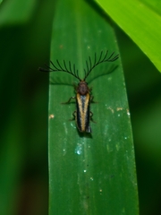 Harmatelia bilinea