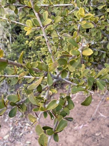 Pittosporum spinescens, photograph 2