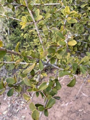 Pittosporum spinescens, photograph (c) Martin Hannan-Jones, some rights reserved (CC BY)