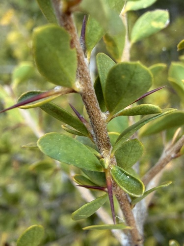 Pittosporum spinescens