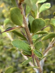 Pittosporum spinescens